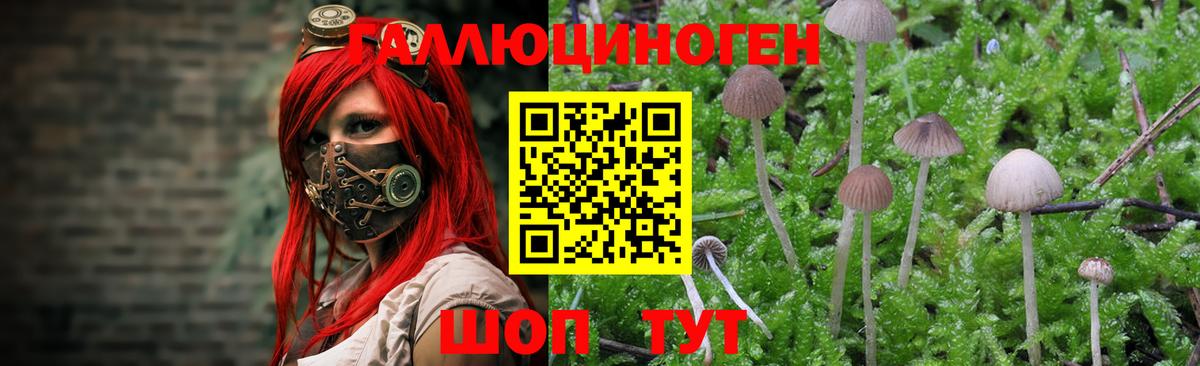Чехов  цена   Вход с VPN  Псилоцибиновые грибы Magic Shrooms  Галлюциногенные грибы Psilocybe 